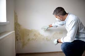 Why You Should Choose Our Mold Remediation Services in Orchard Hills, PA